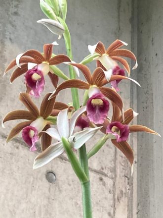 ねったいかんだより最新投稿写真