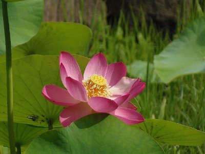 140706lotus