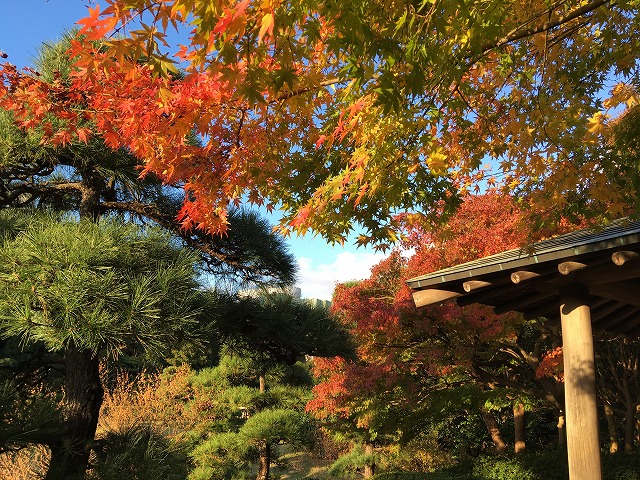 171119kouyou3