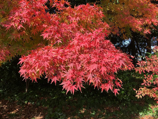 171124kouyou-2