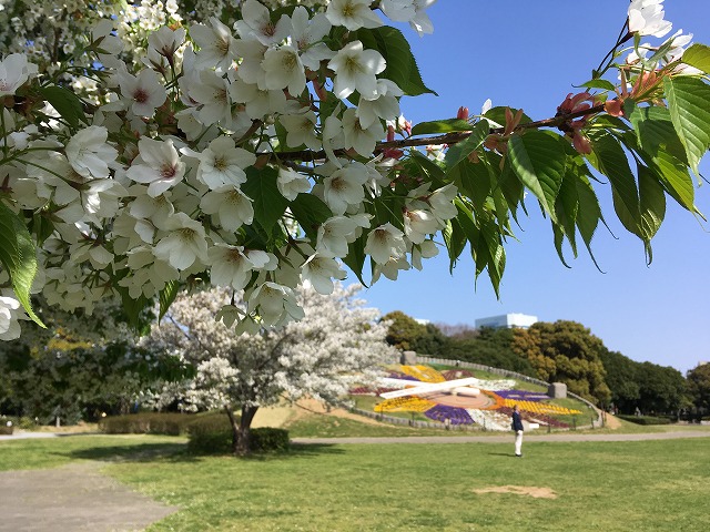 180331kisetsu-12