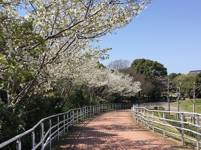 180331kisetsu-41