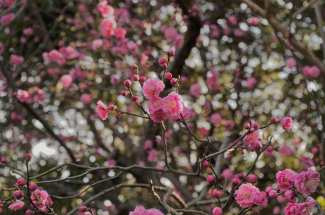 imgp0027
