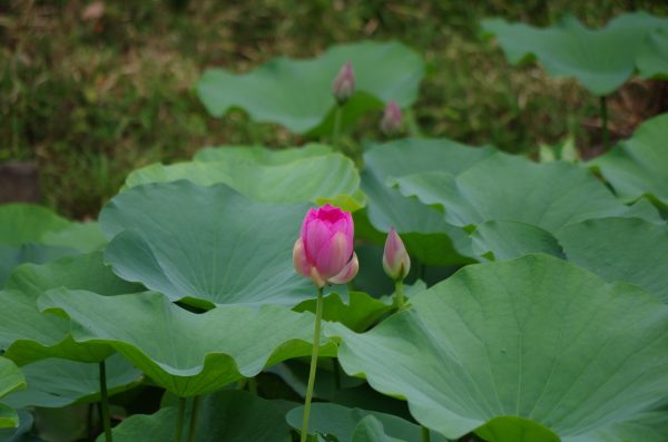 imgp1515