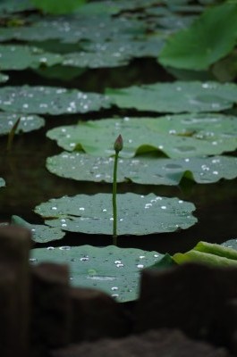 IMGP8207