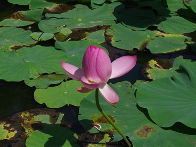 IMGP8407