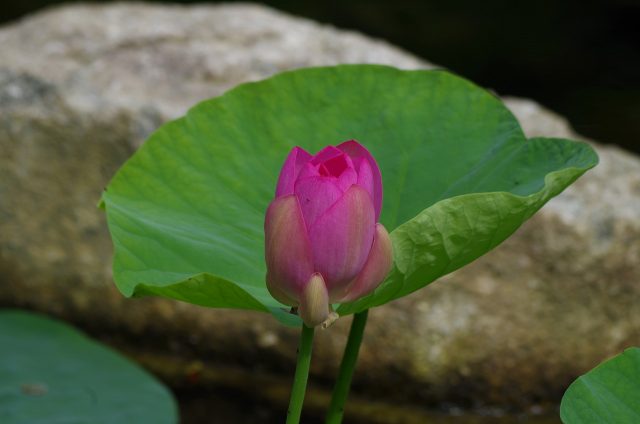 imgp9648
