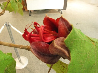 Chiranthodendron pentadactylon , Devil's hand tree