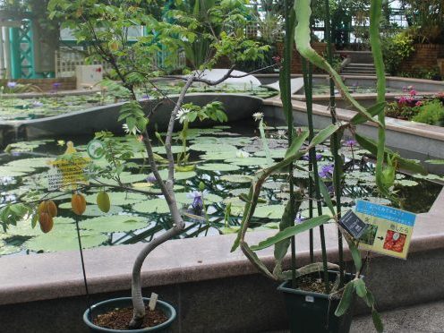 公園だより｜草津市立 水生植物公園みずの森 指定管理者 近江鉄道ゆう