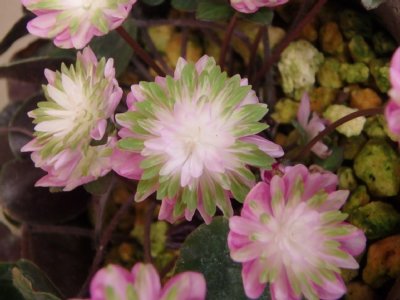 P3130029