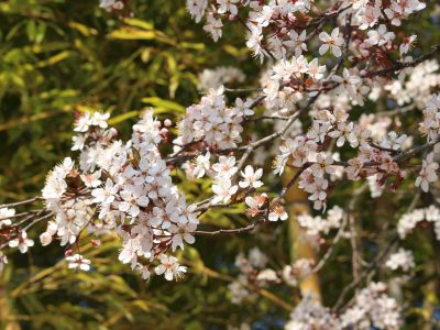 blog170404-1