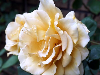 20160506butterscotch