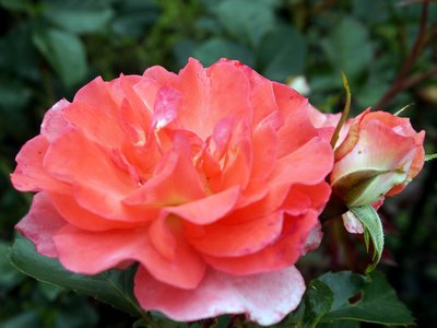 20160506jardin