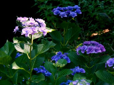 20160610_ajisai
