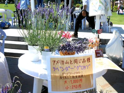 20160610_lavender