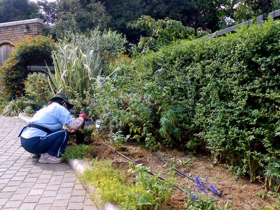 20161021plant2