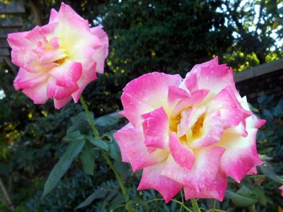 20161021rose