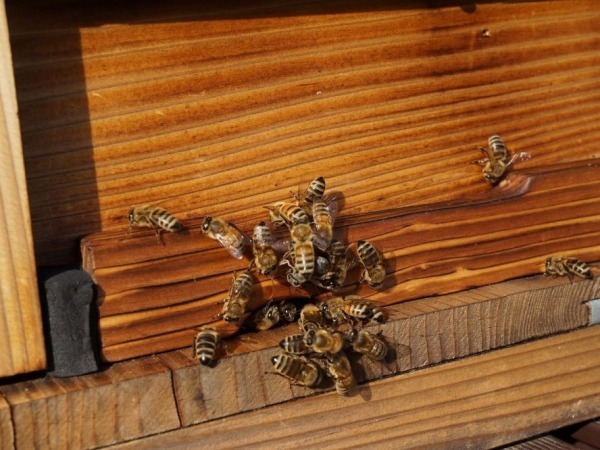 20170106bee2