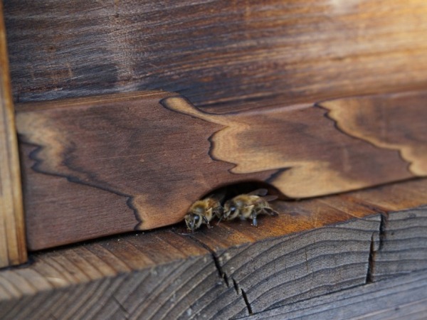 20170106bee3