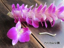 hawaianlei
