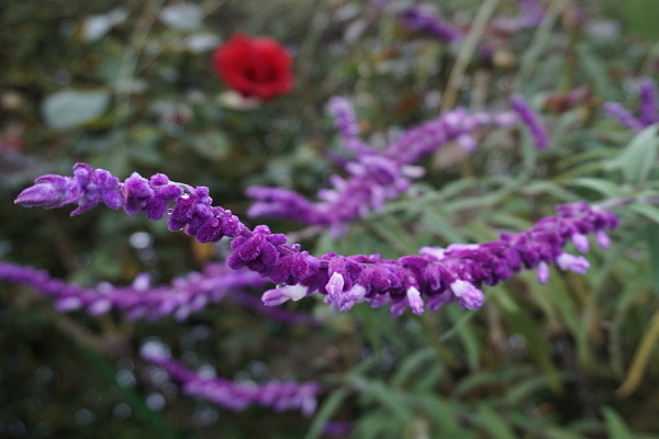 amejistsage