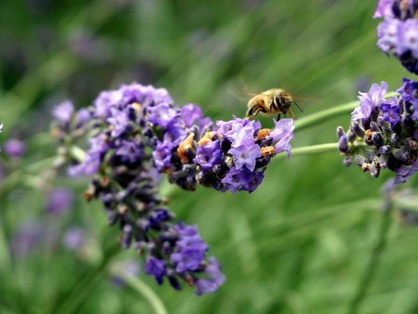 lavender_bee