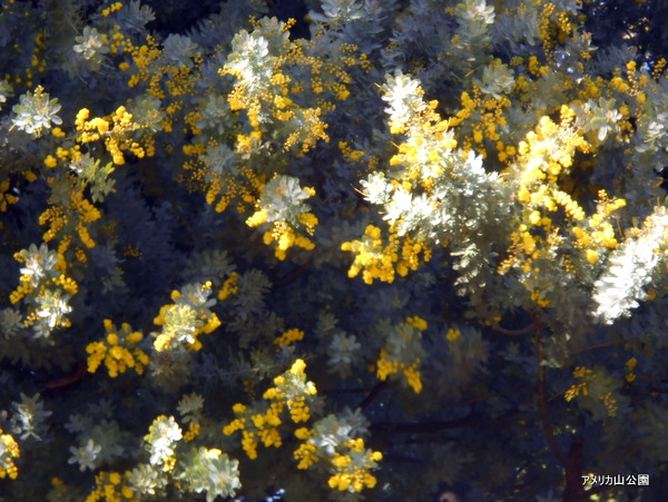 mimoza2