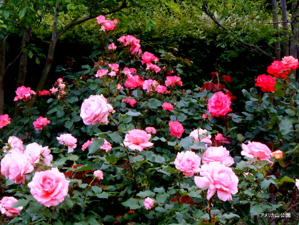 rosespring