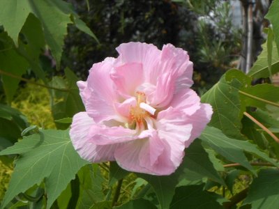 suifuyou2