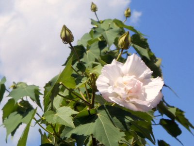suifuyou3