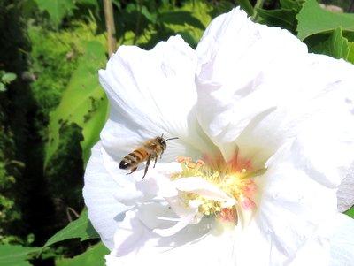 suifuyou_bee