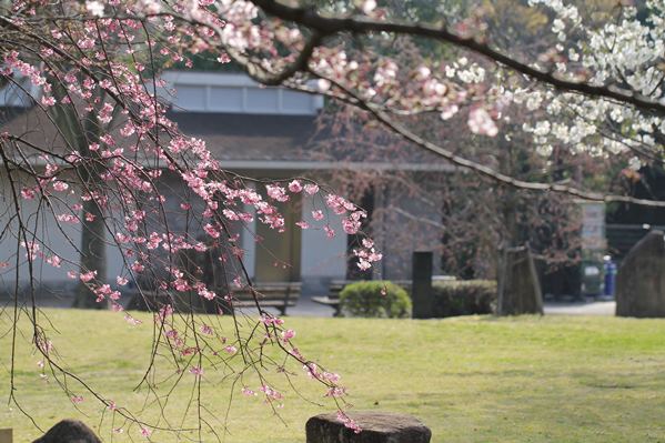 桜160401d