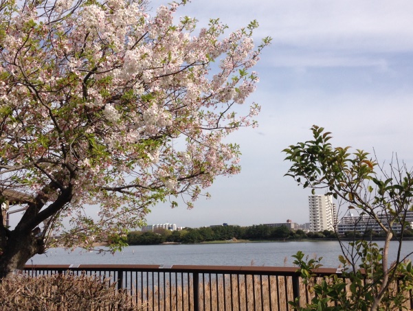 20160408sakura