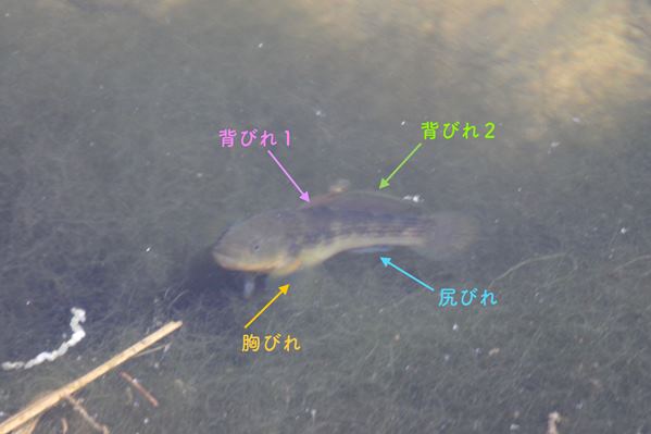 チチブ