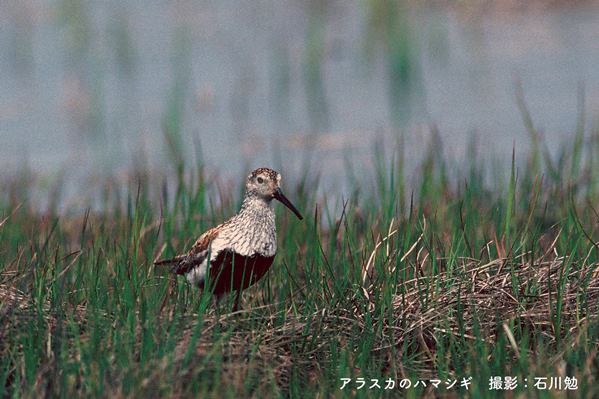 石川勉さん写真