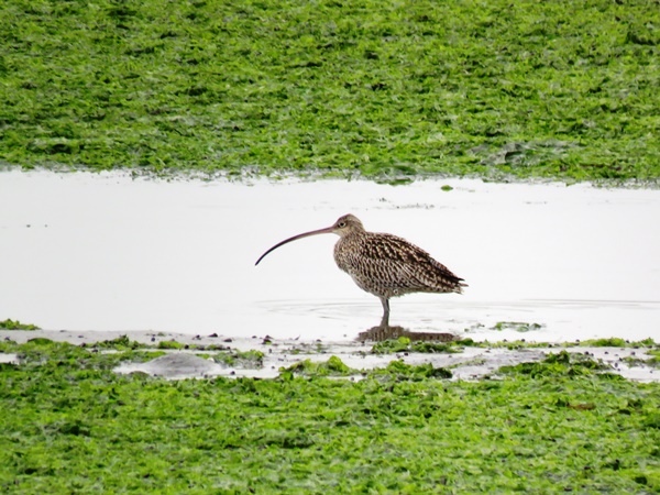 ホウロクシギ初認2016春IMG_3927