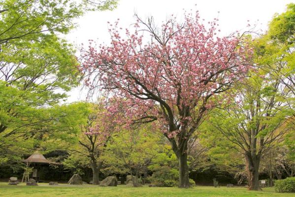 ツグミと八重桜b