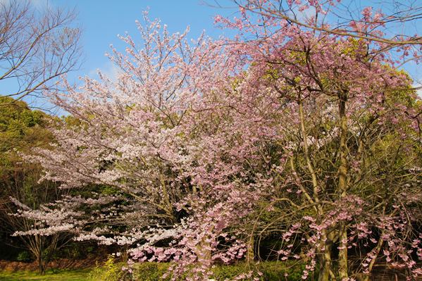 桜