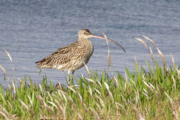 ホウロクシギ160417