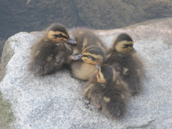 カルガモひな_600×450