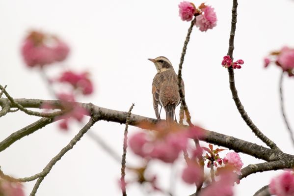 ツグミと八重桜a