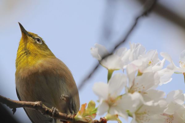 桜160401b