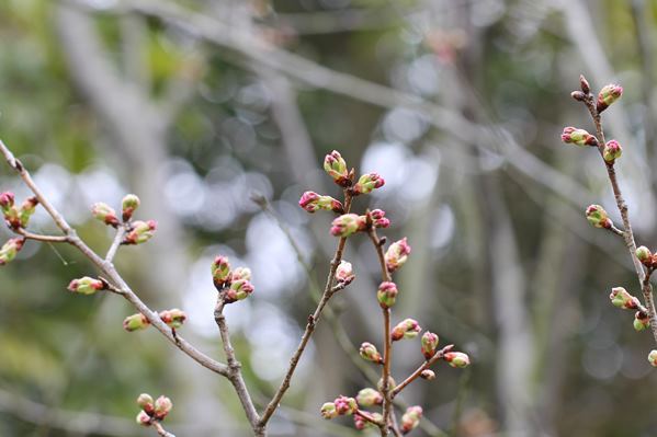 IMG_0516