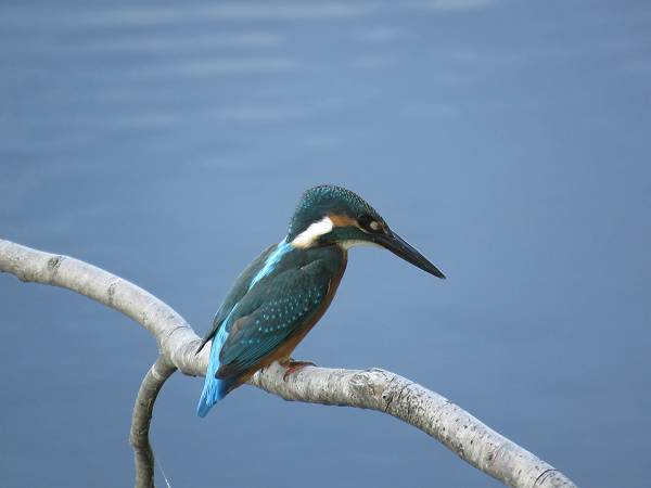 img_2203-s