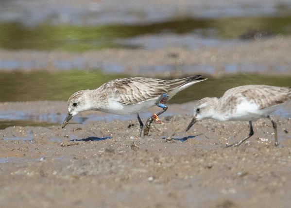 red-necked-stint-flagsi-ctn