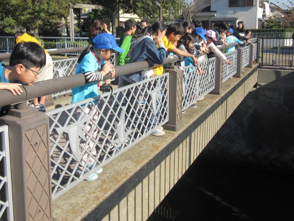 谷津川で魚探し600×450