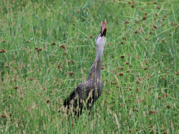 20160919エノコログサ食べるカルガモ_600×450
