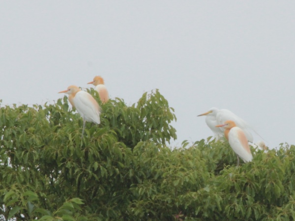 20160526七羽のアマサギ_600×450