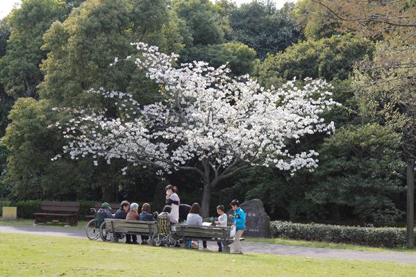 桜160401a