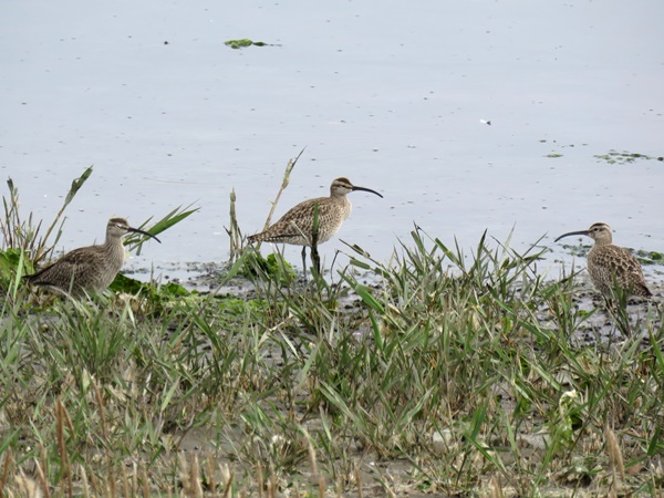 チュウシャクシギIMG_4062